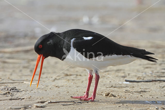 Scholekster (Haematopus ostralegus)