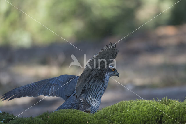 Havik (Accipiter gentilis)