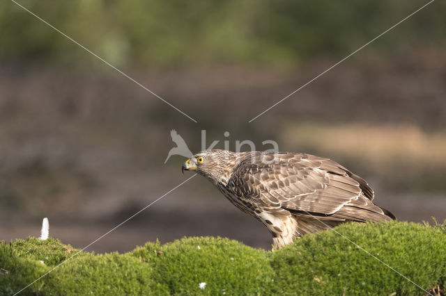 Havik (Accipiter gentilis)