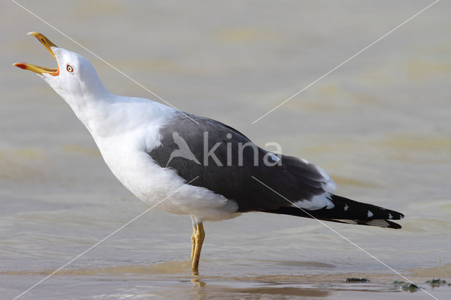 Kleine Mantelmeeuw (Larus fuscus)