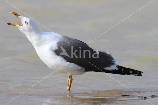 Kleine Mantelmeeuw (Larus fuscus)