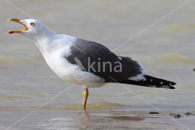 Kleine Mantelmeeuw (Larus fuscus)