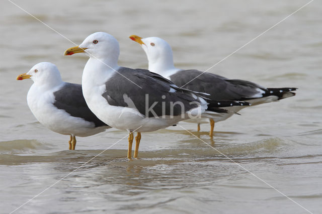 Kleine Mantelmeeuw (Larus fuscus)