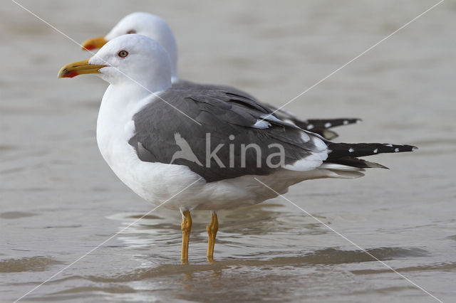 Kleine Mantelmeeuw (Larus fuscus)