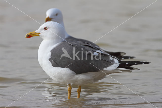 Kleine Mantelmeeuw (Larus fuscus)