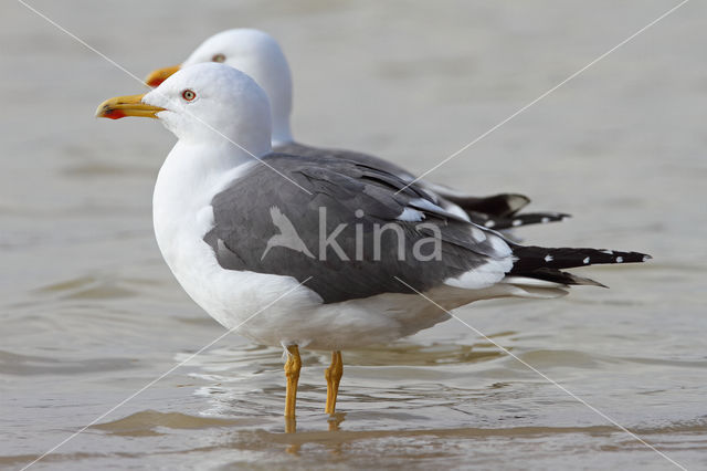 Kleine Mantelmeeuw (Larus fuscus)