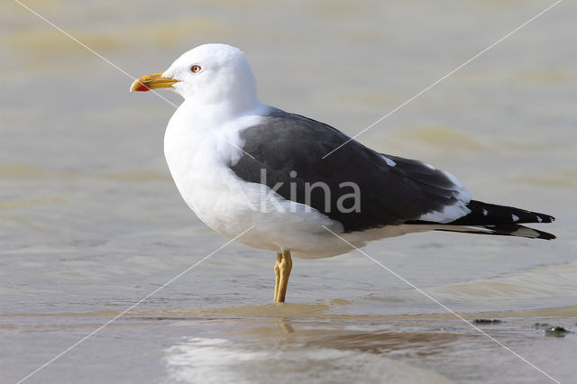 Kleine Mantelmeeuw (Larus fuscus)