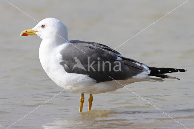 Kleine Mantelmeeuw (Larus fuscus)