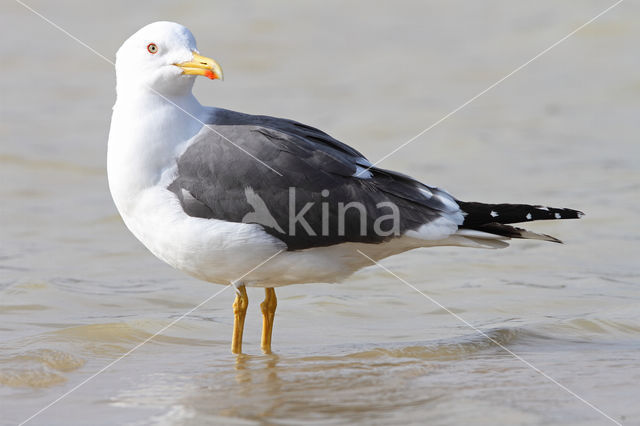 Kleine Mantelmeeuw (Larus fuscus)