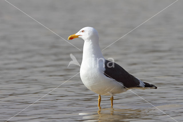 Kleine Mantelmeeuw (Larus fuscus)