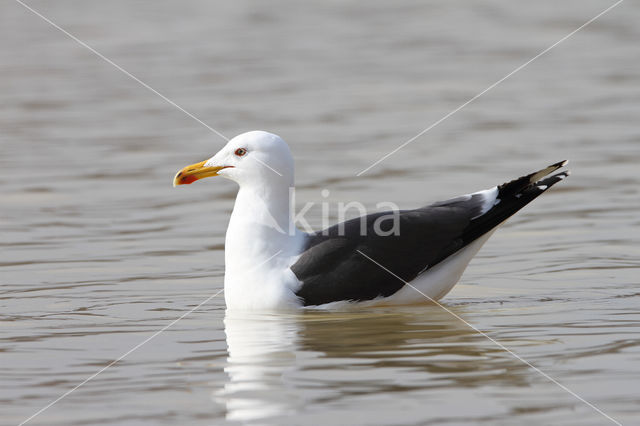 Kleine Mantelmeeuw (Larus fuscus)