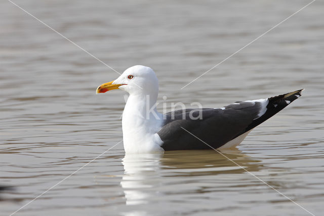 Kleine Mantelmeeuw (Larus fuscus)