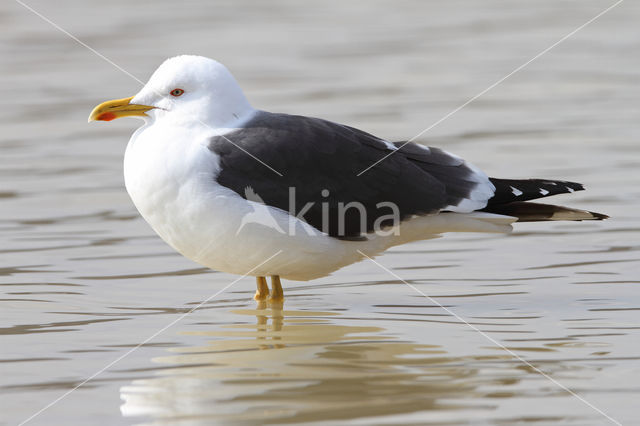 Kleine Mantelmeeuw (Larus fuscus)