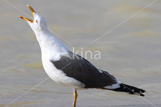 Kleine Mantelmeeuw (Larus fuscus)