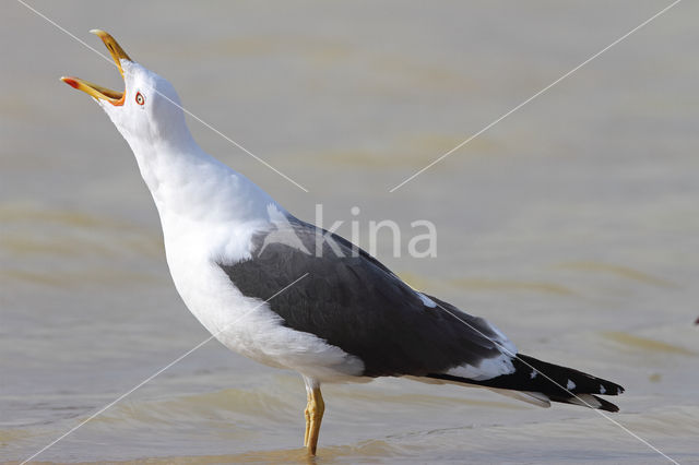 Kleine Mantelmeeuw (Larus fuscus)