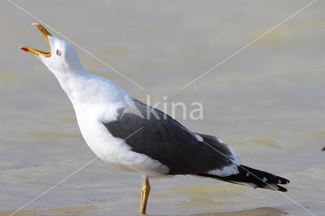 Kleine Mantelmeeuw (Larus fuscus)