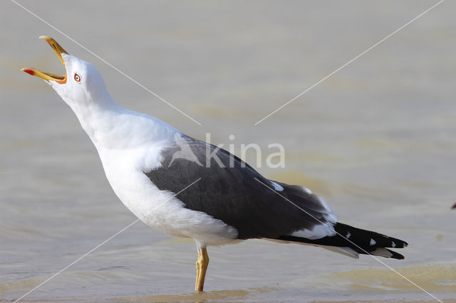 Kleine Mantelmeeuw (Larus fuscus)