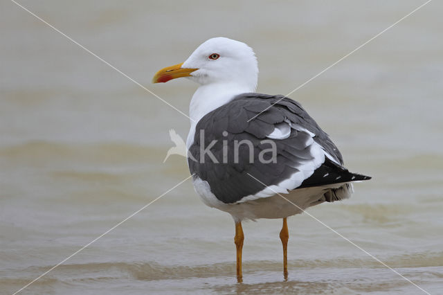 Kleine Mantelmeeuw (Larus fuscus)