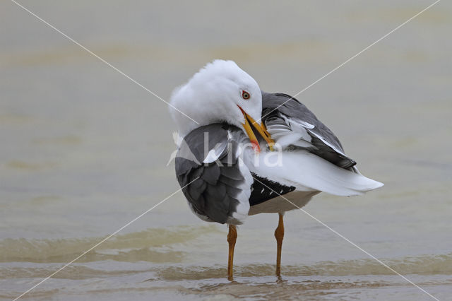 Kleine Mantelmeeuw (Larus fuscus)