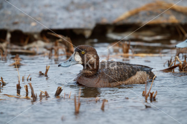 Greater Scaup (Aythya marila)