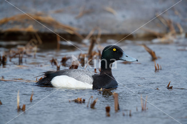 Greater Scaup (Aythya marila)