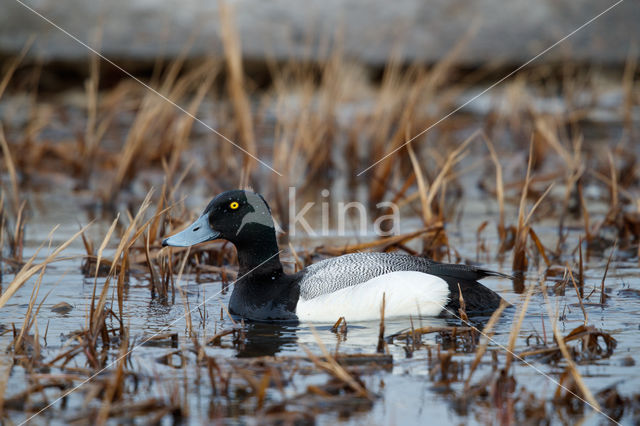 Greater Scaup (Aythya marila)