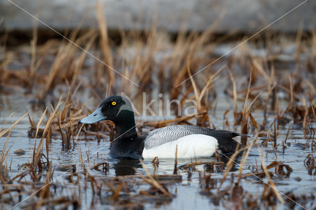 Greater Scaup (Aythya marila)