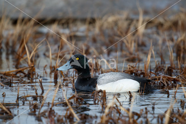 Greater Scaup (Aythya marila)