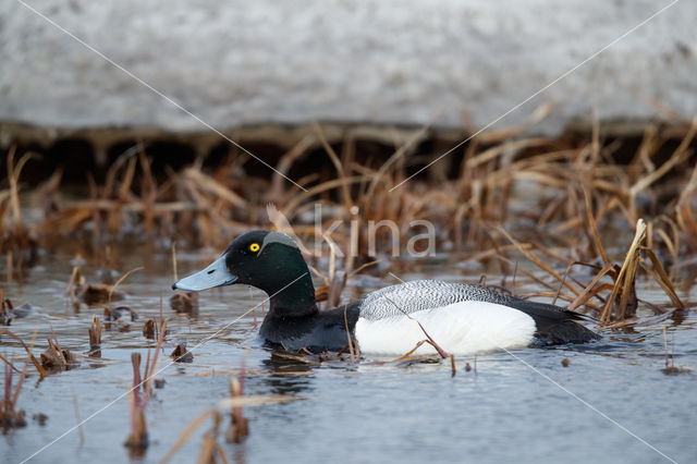 Greater Scaup (Aythya marila)