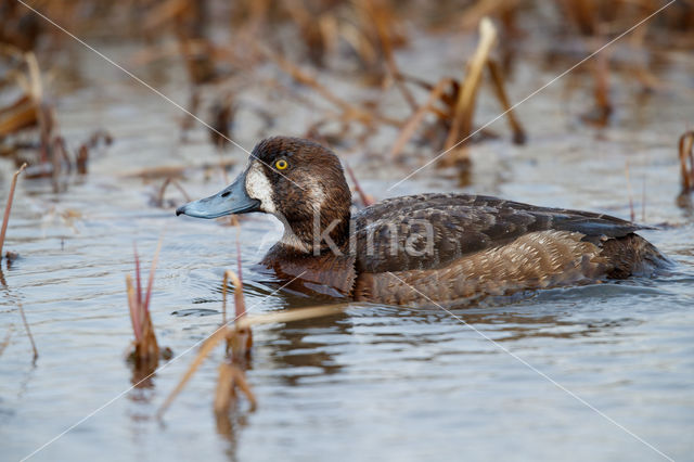 Greater Scaup (Aythya marila)