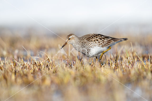 Pectoral Sandpiper (Calidris melanotos)