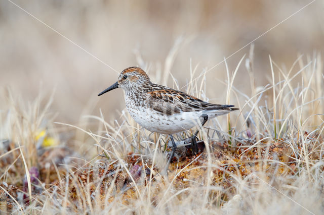 Alaskastrandloper (Calidris mauri)