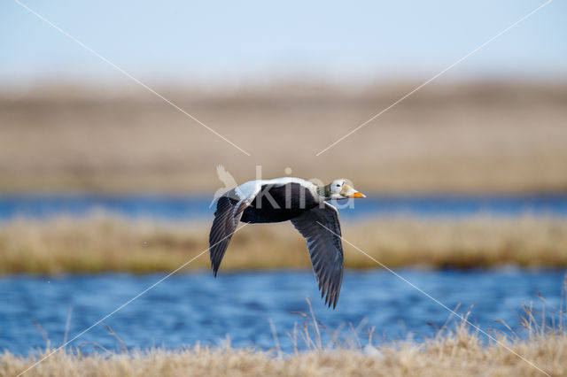 Spectacled Eider (Somateria fischeri)