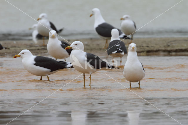 Kleine Mantelmeeuw (Larus fuscus)