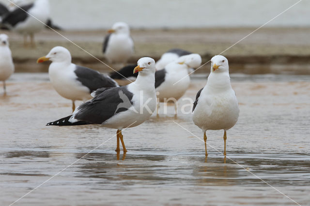 Kleine Mantelmeeuw (Larus fuscus)