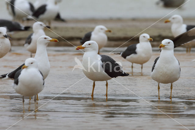 Kleine Mantelmeeuw (Larus fuscus)