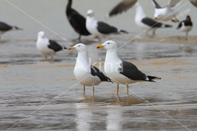 Kleine Mantelmeeuw (Larus fuscus)