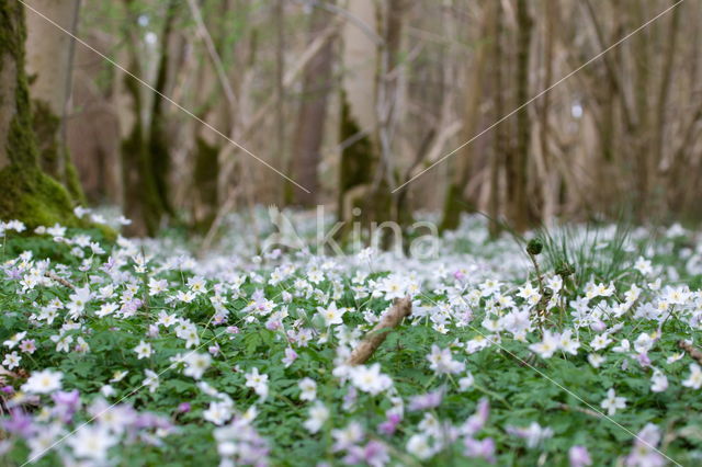 Bosanemoon (Anemone nemorosa)