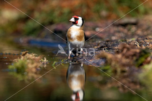 European Goldfinch (Carduelis carduelis)