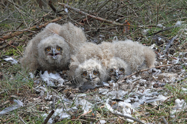 Eurasian Eagle-Owl (Bubo bubo)