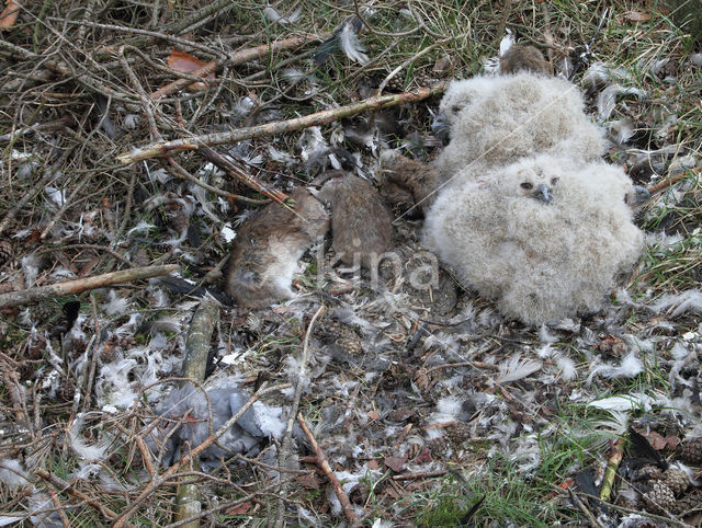 Oehoe (Bubo bubo)