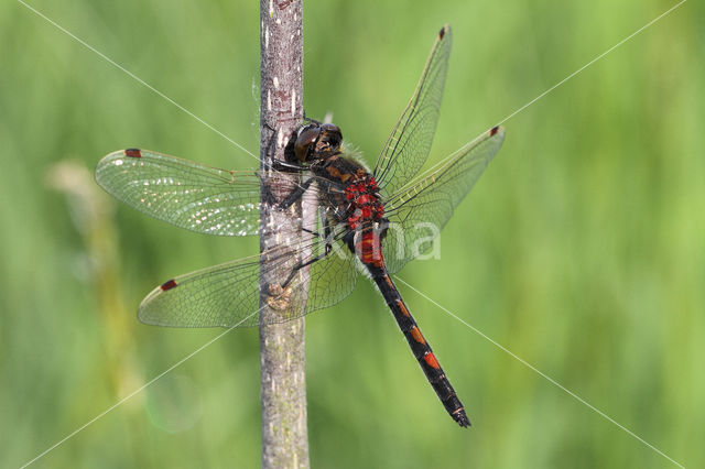 Noordse witsnuitlibel (Leucorrhinia rubicunda)