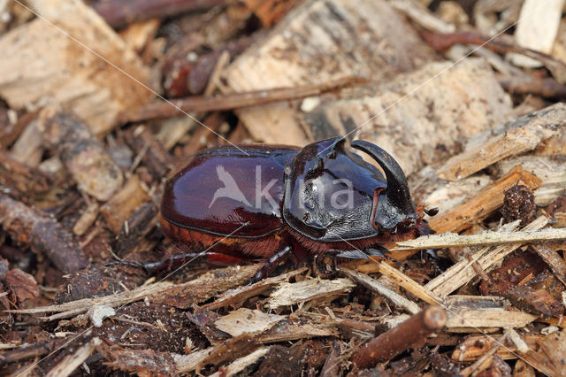 Neushoornkever (Oryctes nasicornis)