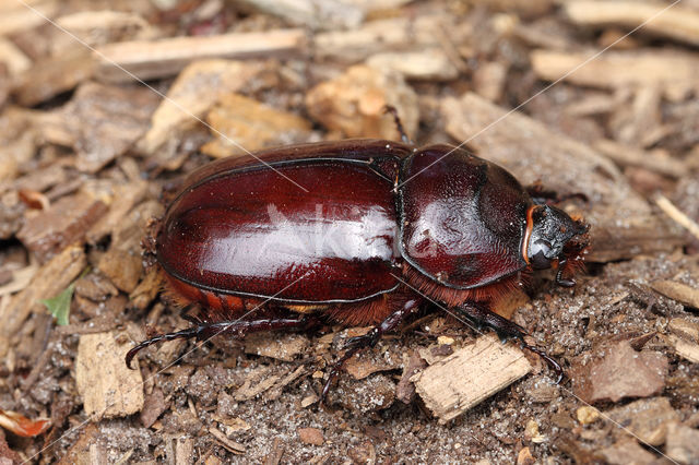 Rhinoceros Beetle (Oryctes nasicornis)