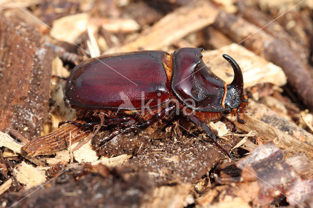 Neushoornkever (Oryctes nasicornis)