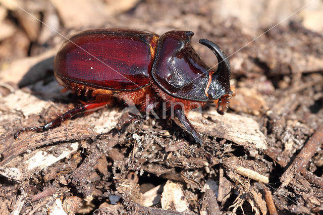 Neushoornkever (Oryctes nasicornis)