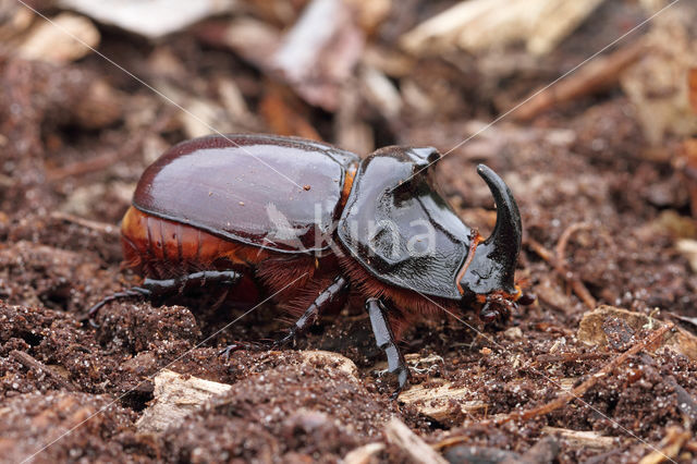 Neushoornkever (Oryctes nasicornis)