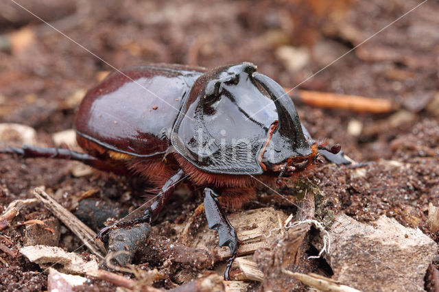 Neushoornkever (Oryctes nasicornis)