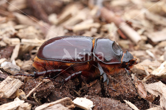 Neushoornkever (Oryctes nasicornis)