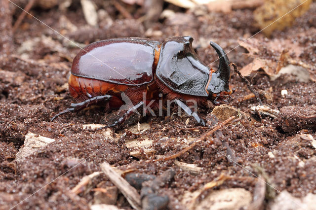 Neushoornkever (Oryctes nasicornis)